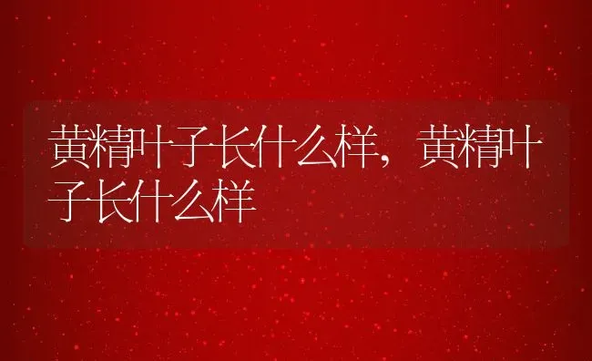 黄精叶子长什么样,黄精叶子长什么样 | 养殖常见问题