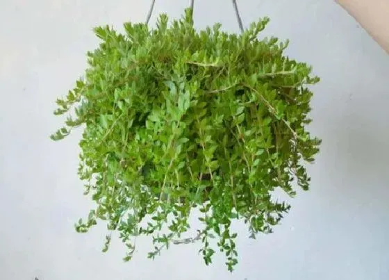 植物常识问题|垂盆草的功效与作用及食用方法