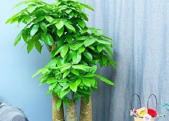 植物常识问题|发财树怎样修剪