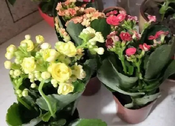 植物常识问题|秋冬怎么养长寿花爆满花盆