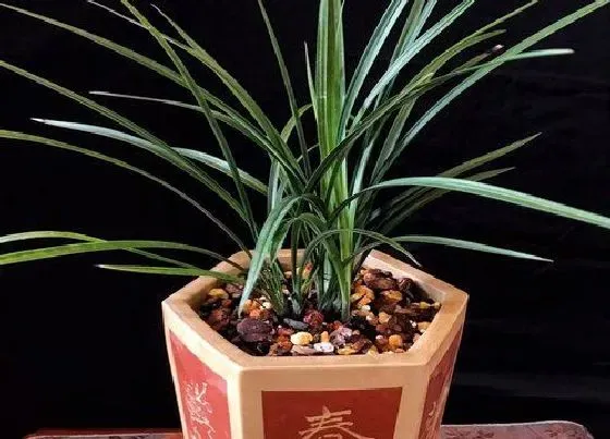 植物常识问题|兰花代表什么象征意义