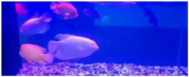 招财鱼吃什么饲料 | 生活常识