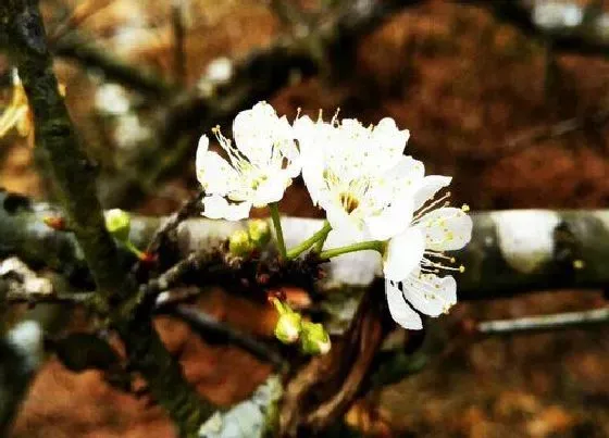 植物常识问题|李子树只开花不结果的主要原因（李子树开很多花结果少）