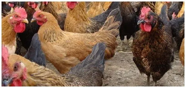 禽类和哺乳动物的区别 | 农业答疑