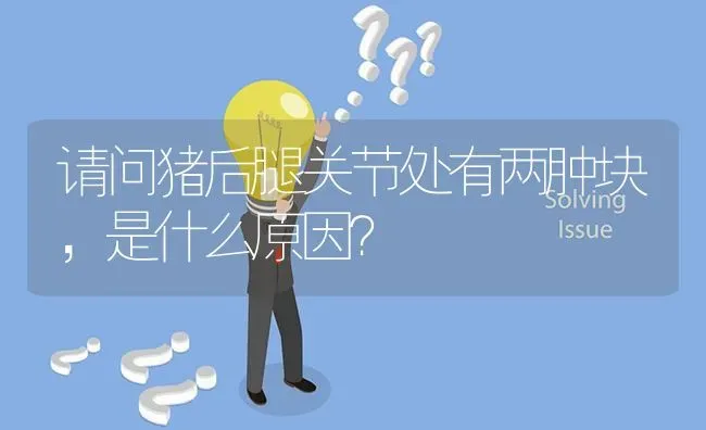 请问猪后腿关节处有两肿块,是什么原因? | 养殖问题解答