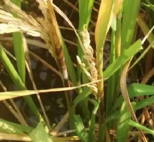 植物常识问题|水稻抽穗后叶鞘腐败病症状图片及发病原因（用什么药防治）
