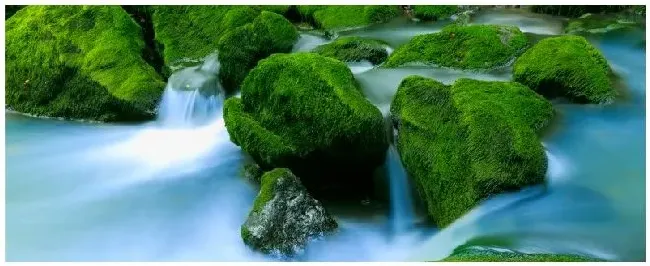 水绵是什么植物吗 | 农业答疑