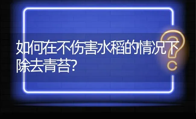 如何在不伤害水稻的情况下除去青苔? | 养殖问题解答