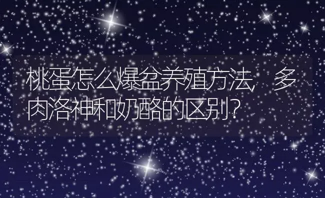 桃蛋怎么爆盆养殖方法,多肉洛神和奶酪的区别？ | 养殖常见问题