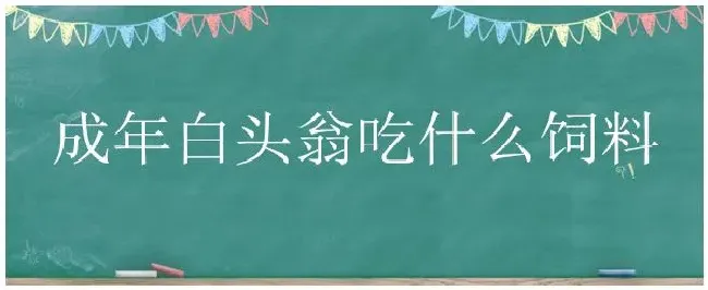 成年白头翁吃什么饲料 | 农业问题