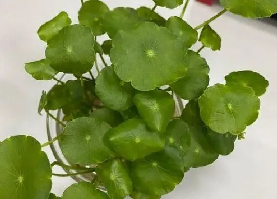 植物常识问题|铜钱草可以放鱼缸里吗