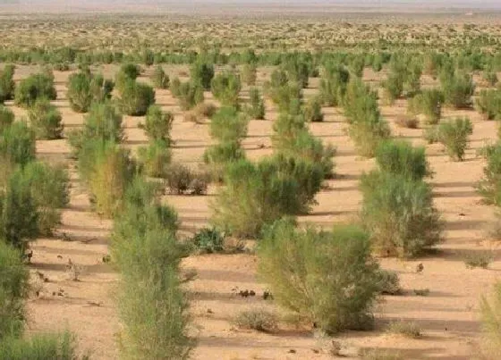 植物常识问题|梭梭树的功效与作用 是什么植物