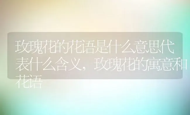 玫瑰花的花语是什么意思代表什么含义,玫瑰花的寓意和花语 | 养殖常见问题