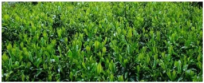大红袍是什么茶树品种 | 三农问答