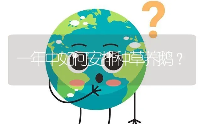 一年中如何安排种草养鹅? | 养殖问题解答