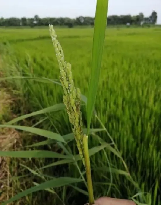 植物常识问题|水稻抽穗后叶鞘腐败病症状图片及发病原因（用什么药防治）