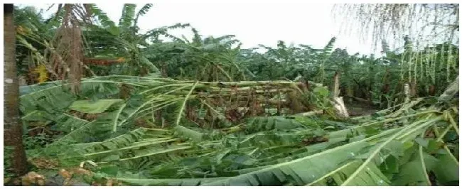 蕉麻是什么科植物 | 农业常识