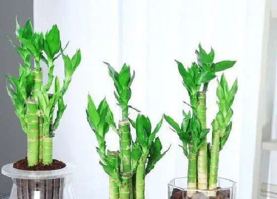 植物常识问题|富贵竹、发财树正确的摆放位置