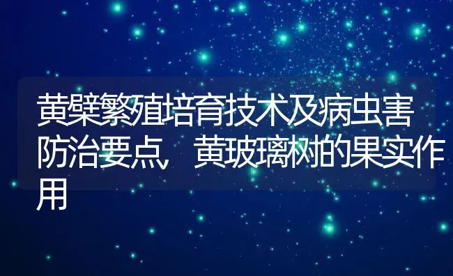 黄檗繁殖培育技术及病虫害防治要点,黄玻璃树的果实作用 | 养殖常见问题