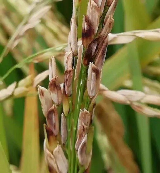 植物常识问题|水稻抽穗后叶鞘腐败病症状图片及发病原因（用什么药防治）