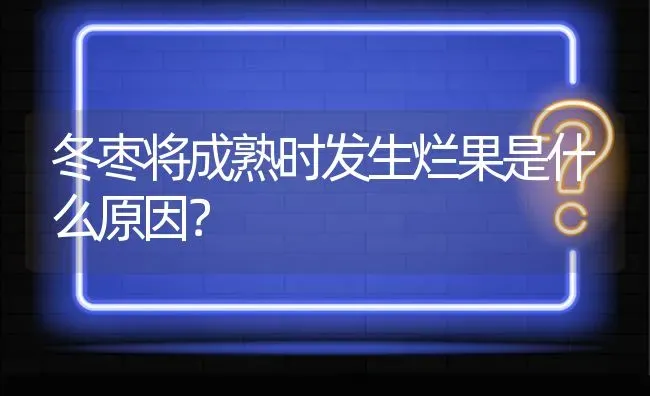 冬枣将成熟时发生烂果是什么原因? | 养殖问题解答