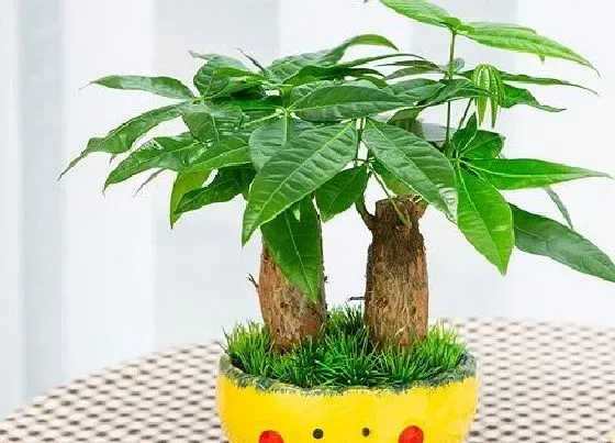 植物常识问题|发财树怎样修剪