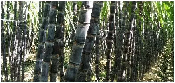 桂糖55号产量 | 农业问题