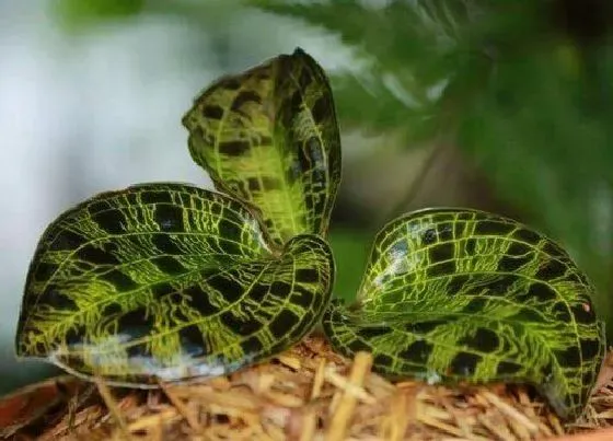 植物常识问题|金线莲怎么种植管理 盆栽金线莲种植技术与方法