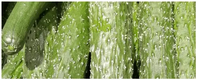 秋黄瓜什么时候种植 | 三农答疑