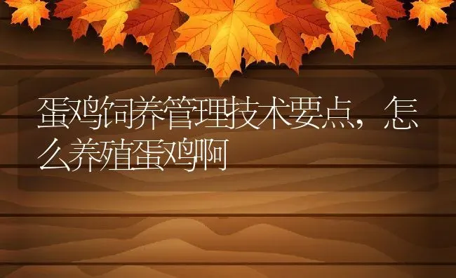蛋鸡饲养管理技术要点,怎么养殖蛋鸡啊 | 养殖常见问题