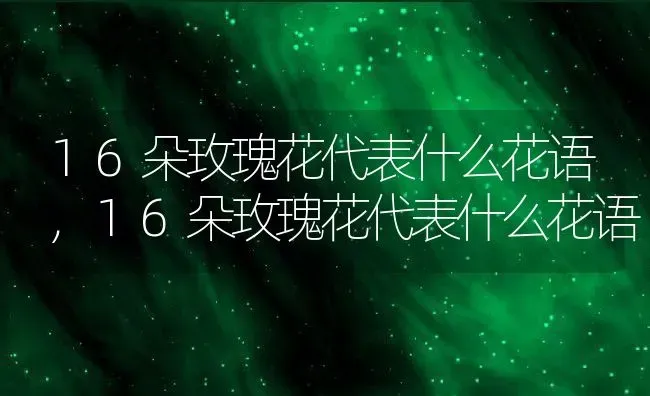 16朵玫瑰花代表什么花语,16朵玫瑰花代表什么花语 | 养殖常见问题