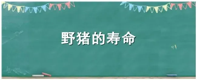 野猪的寿命 | 农业答疑