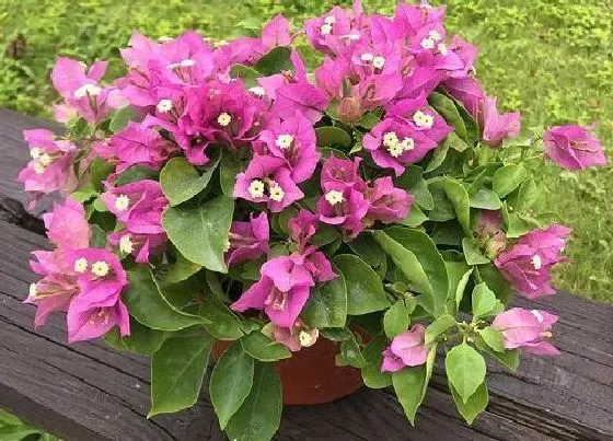 植物常识问题|三角梅花谢后如何养护利于它冒出的新芽