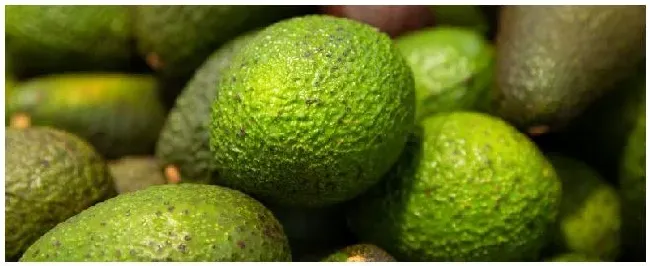 牛油果的种植条件 | 农业常识