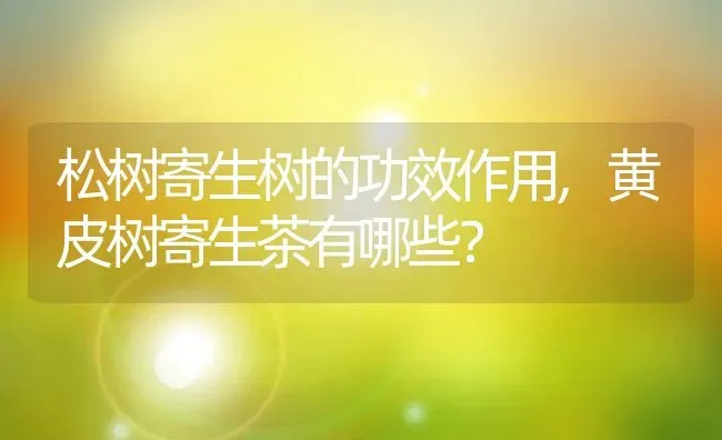 松树寄生树的功效作用,黄皮树寄生茶有哪些？ | 养殖常见问题