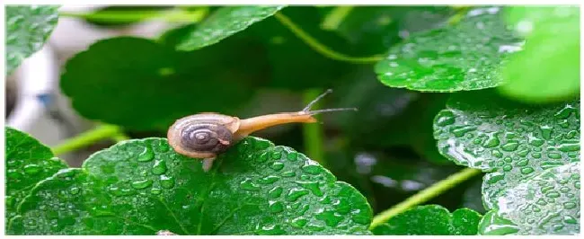 菜地里的蜗牛怎么除掉 | 农业常识