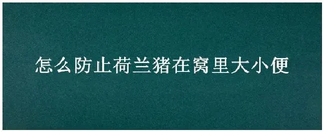 怎么防止荷兰猪在窝里大小便 | 农业答疑
