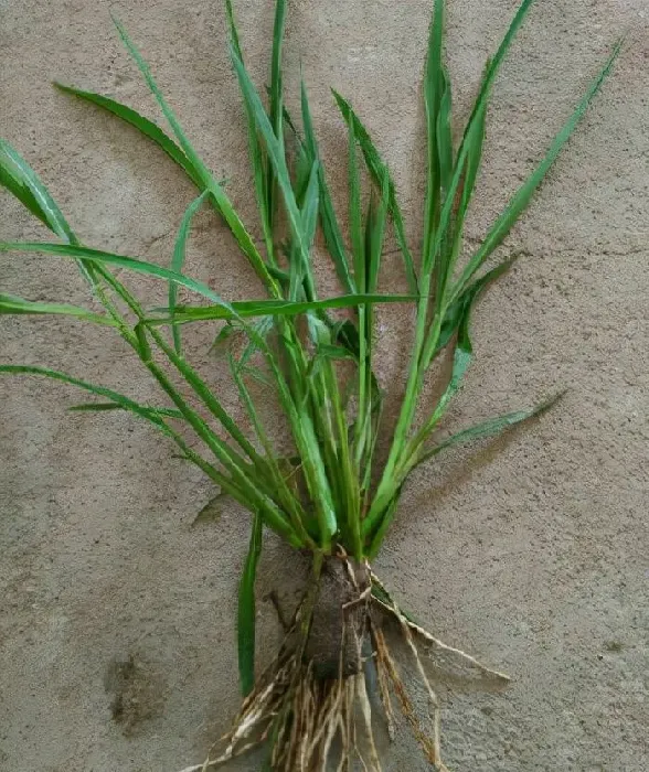 植物常识问题|水稻田里的稗草怎么除掉（水稻除稗草用什么除草剂防治）