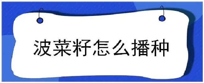 波菜籽怎么播种 | 三农答疑