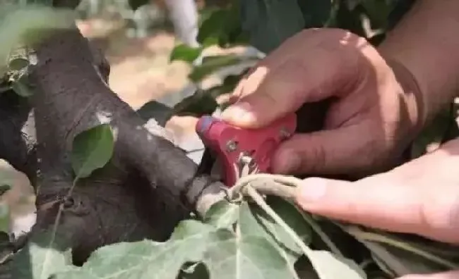 植物常识问题|提高苹果的坐果率有些什么措施（如何提高苹果树的产量）