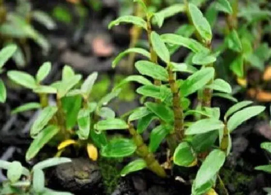 植物常识问题|铁皮枫斗和石斛的区别