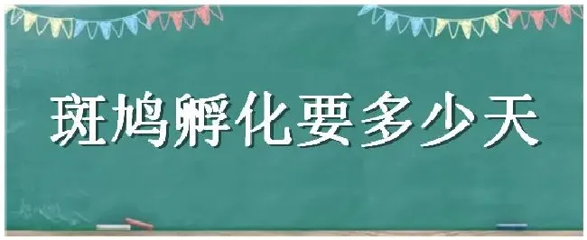 斑鸠孵化要多少天 | 三农问答