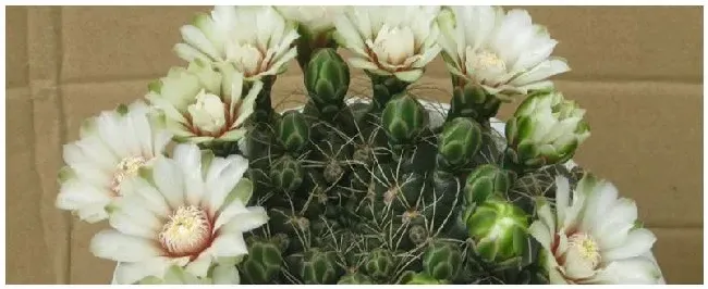 绯花玉能长多大 | 三农答疑