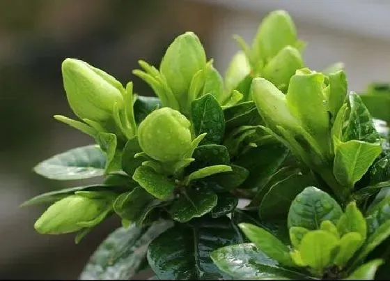 植物常识问题|栀子花为什么只长叶子不开花 一直疯长不开花原因