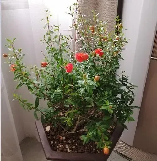 植物常识问题|石榴花怎样换盆换土