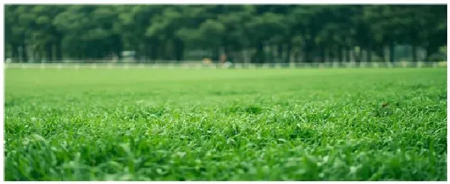 草坪种植间距 | 农业问题