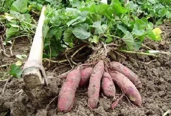 植物常识问题|红薯种植底肥什么最好（管理红薯用什么肥料产量高）