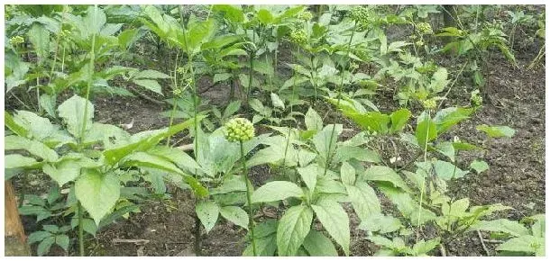 地苦胆种植几年可以挖 | 三农答疑