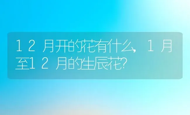 12月开的花有什么,1月至12月的生辰花？ | 养殖常见问题