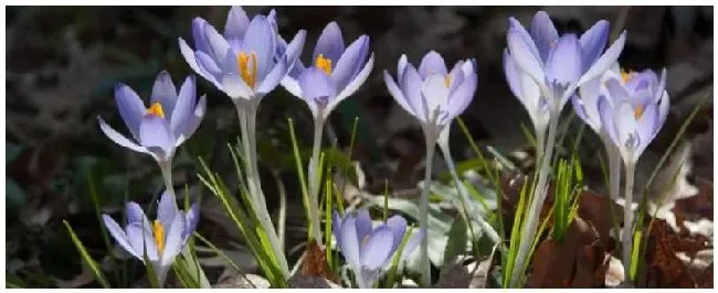 种植一亩藏红花本钱需要多少藏红花适合种植在什么地区 | 三农答疑